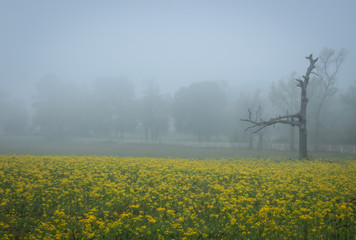Fototapeta na wymiar Foggy Field Filled with Yellow Flowers