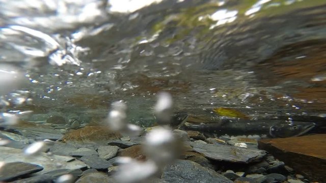 Salmon Pair Clear Stream Fish Spawning Mating Wildlife