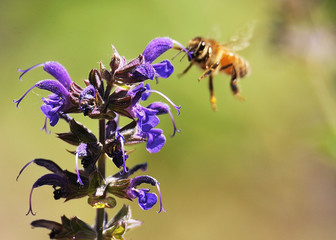 The Bee