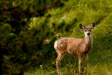 Naklejka na ściany i meble Baby Deer in the forest