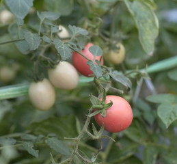 the tomato start to ripen and turn red on the tree in the plots.