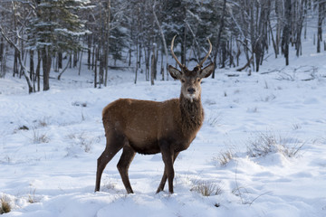 Naklejka na ściany i meble Juvenile elk in the winter snow
