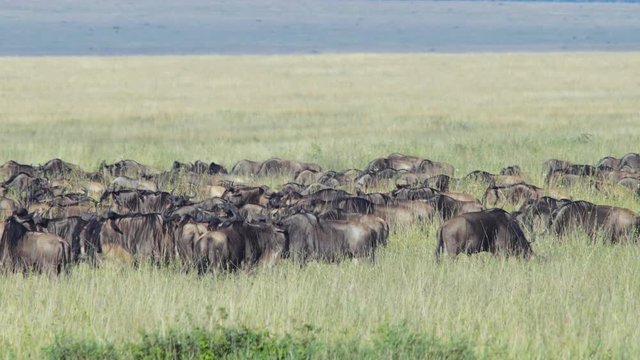 Herd of wildebeest 01