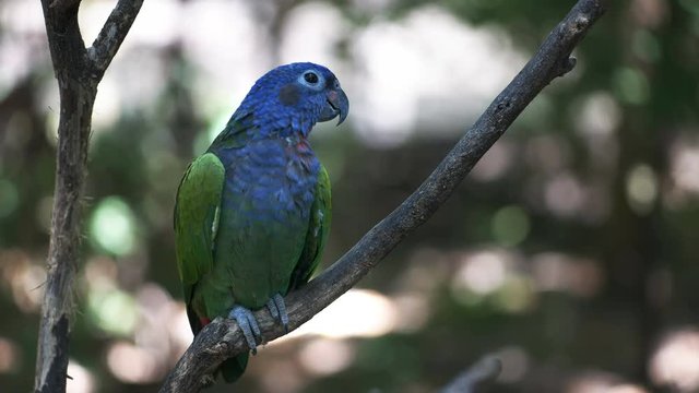 a blue-headed parrot, also known as the blue-headed pionus, in a park in ecuador