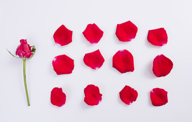 Red rose petals on a white background
