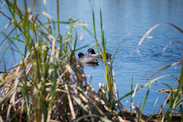 Florida Wetlands Lake Apopka