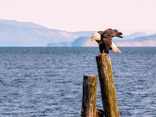 Bald Eagle on piles at the shore. Sidney, BC, Vancouver Island, Canada