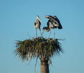 mating herons prepare their nest in the florida wetlands