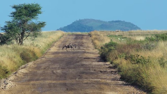 Wildebeest crossing a road wide 02
