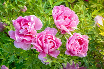 Pink peony