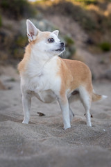 Lilly playing at the Beach