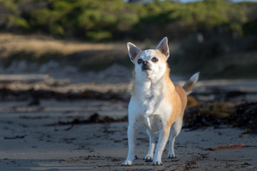 Lilly playing at the Beach