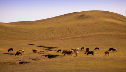 Fototapeta na wymiar landscape of the Bashang grassland in Hebei, China
