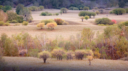 landscape of the Bashang grassland in Hebei, China