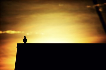 the bird on the roof in the morning with feeling alone.
