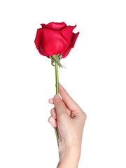 A female hand holding red rose