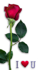 Obraz na płótnie Canvas Red rose with wording I love you for Valentines day isolated on white background with clipping path