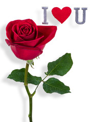 Red rose with wording I love you for Valentines day isolated on white background with clipping path