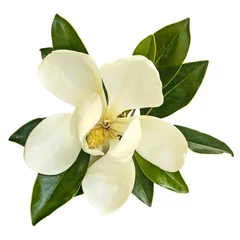 Zelfklevend Fotobehang Magnolia bloem bovenaanzicht geïsoleerd op wit © robynmac