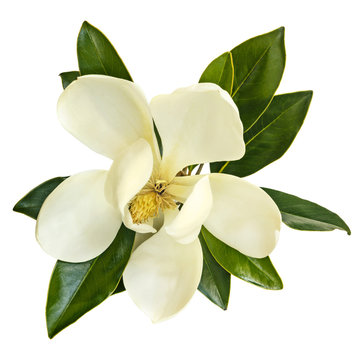 Fototapeta Magnolia Flower Top View Isolated on White