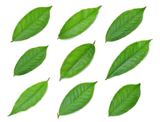collection of green tea leaf isolated on white background