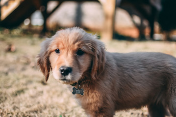 Cute Golden Retriever Puppy Playing Outside in the Leaves