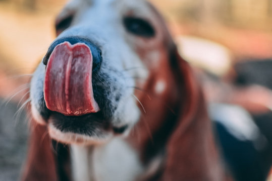 Basset Hound Playing Outside 