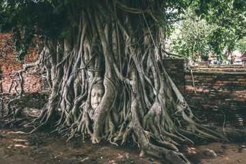 Fototapeta premium famous head covered by roots