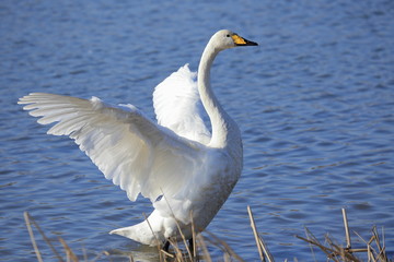 翼を広げる白鳥　Swans spreading wings	