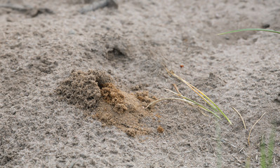 Burrow of the pantaloon bee, Dasypoda hirtipes in sand