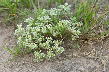 Perennial knawel, Scleranthus perennis 
