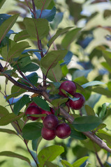 Bunch of apples on tree