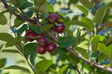Bunch of apples