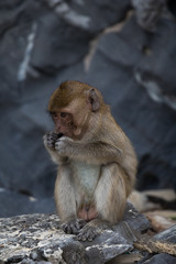 Young Monkey Eating