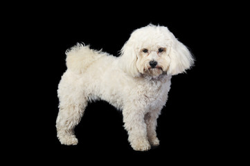 Obraz premium Fluffy White Lapdog