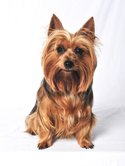 Australian Terrier