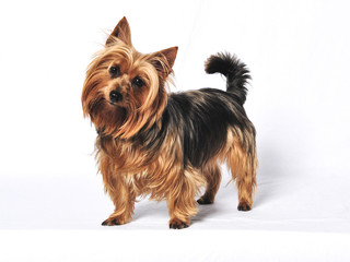 Australian Terrier