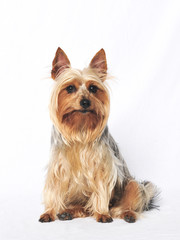 Australian Terrier