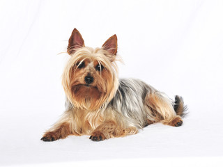 Australian Terrier