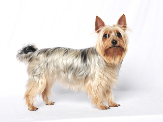 Australian terrier dog studio photo