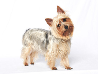 Australian Terrier