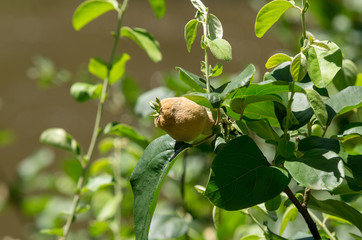 Quince growing
