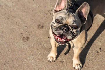 French Bulldog
