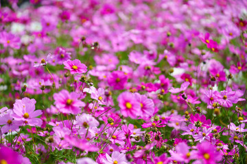 Obraz premium sulfur Cosmos Flower,pink flower