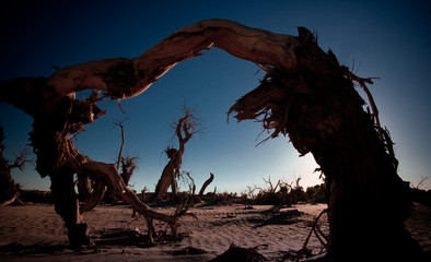 view of populus forest in Ejina, Inner Mongolia, China
