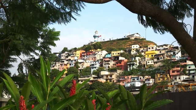 the colorful neighborhood of cerro santa ana in guayaquil ecuador framed by trees and ginger flowers