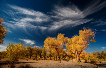 view of populus forest in Ejina, Inner Mongolia, China