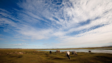 The scenery of Ejina, Inner Mongolia, China