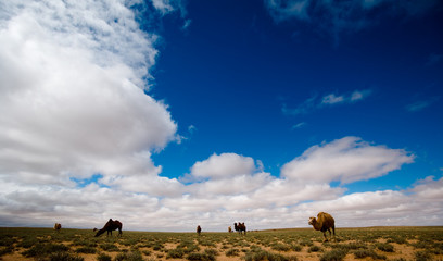 The scenery of desert in Ejina, Inner Mongolia, China