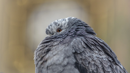 City Pigeon In Winter, Close up of Urban Bird, Soft Focus